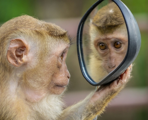 A monkey contemplates it's reflection in a hand held mirror.